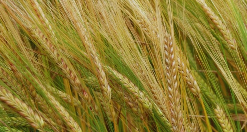 Una alianza estrat&eacute;gica para potenciar la producci&oacute;n de cebada