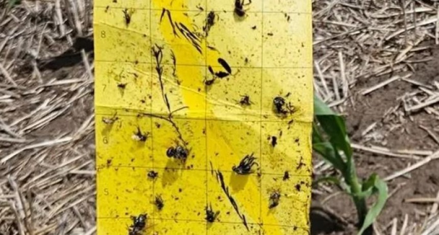 Alerta: el clima benefici&oacute; a la chicharrita, recomiendan intensificar los monitoreos y comparten las zonas m&aacute;s afectadas