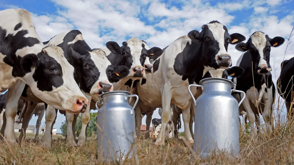 El precio de la leche al tambero cerró en diciembre con una leve suba interanual