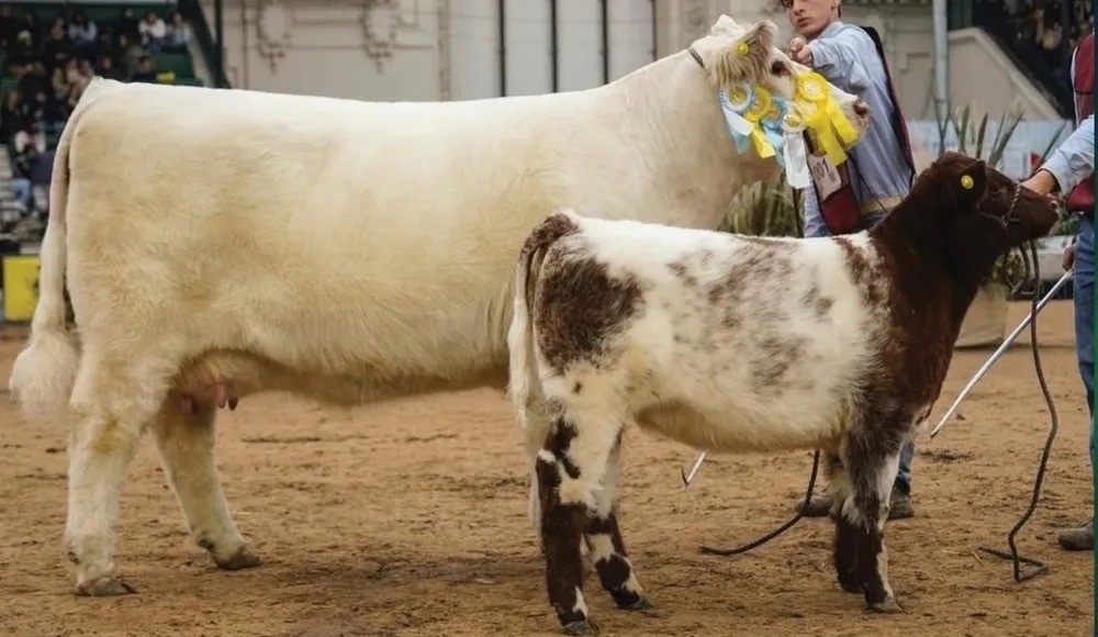  Una vaca de Trenque Lauquen es la Mejor Shorthorn del Mundo