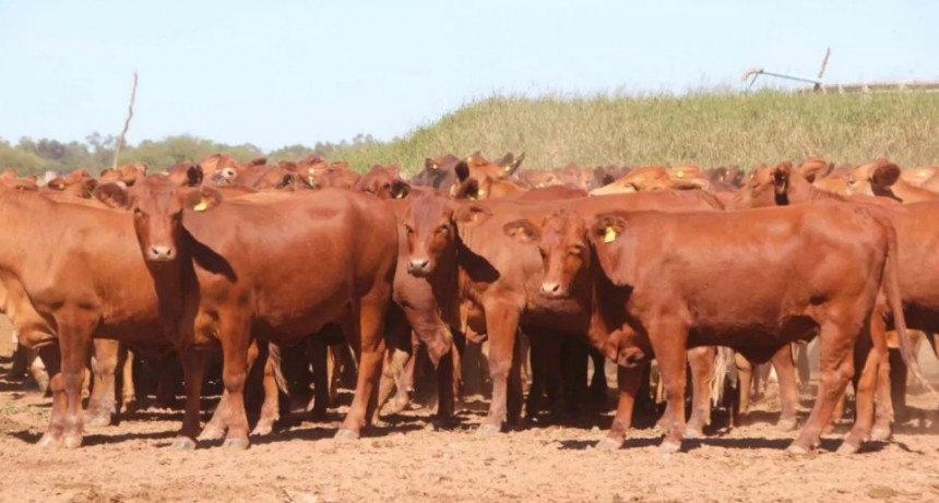 El Gobierno crea un nuevo Sistema Integral de Trazabilidad Cárnica