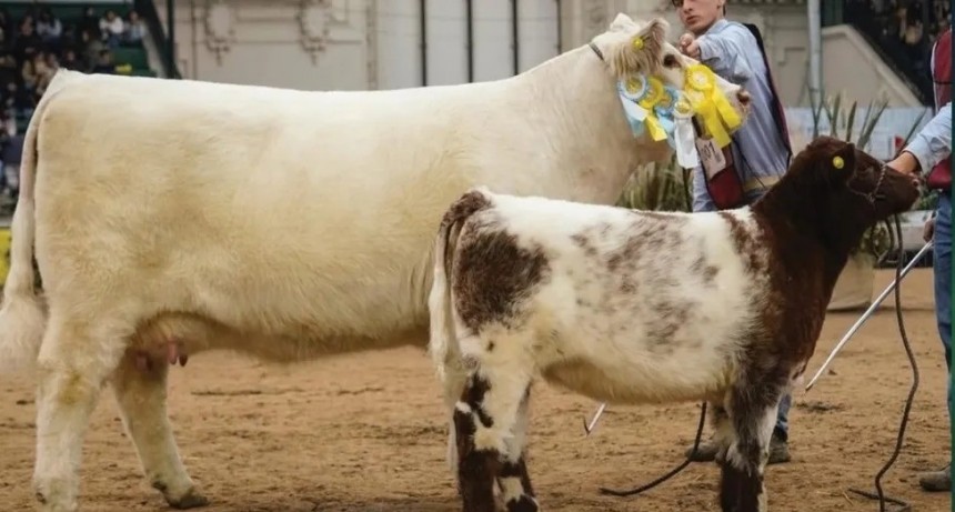  Una vaca de Trenque Lauquen es la Mejor Shorthorn del Mundo