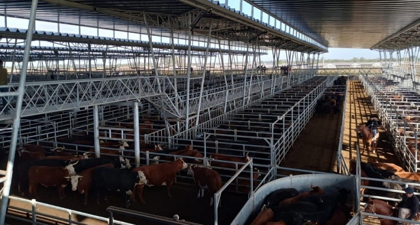 La firmeza del valor de la hacienda fue ratificada en el Mercado Agroganadero de Ca&ntilde;uelas