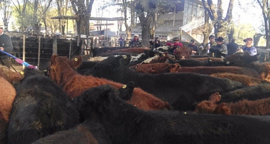 &Iacute;ndice Novillo Mercado Agroganadero $398.93