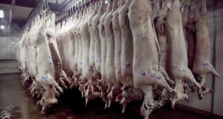 Se oficializ&oacute; la ayuda al sector porcino con 1200 millones de pesos: c&oacute;mo acceder al beneficio