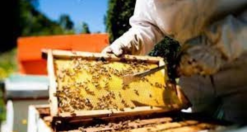 El gobierno destina $180 millones para asistir a productores ap&iacute;colas