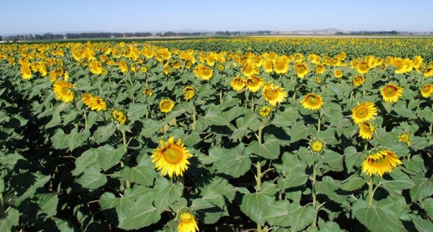 Casi 8 de cada diez lotes de girasol en Buenos Aires y La Pampa tienen buena condici&oacute;n h&iacute;drica