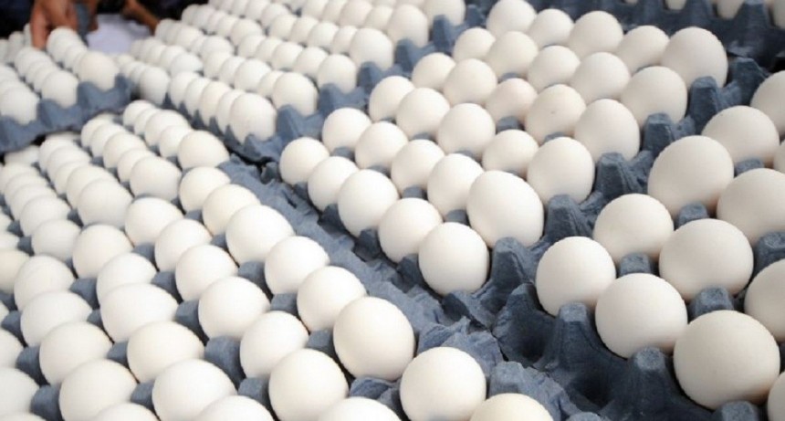 Productores de huevos extremaron las medidas de prevenci&oacute;n y control por la gripe aviar