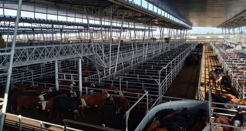Contin&uacute;a la tendencia alcista para el valor de la hacienda en el Mercado Agroganadero de Ca&ntilde;uelas