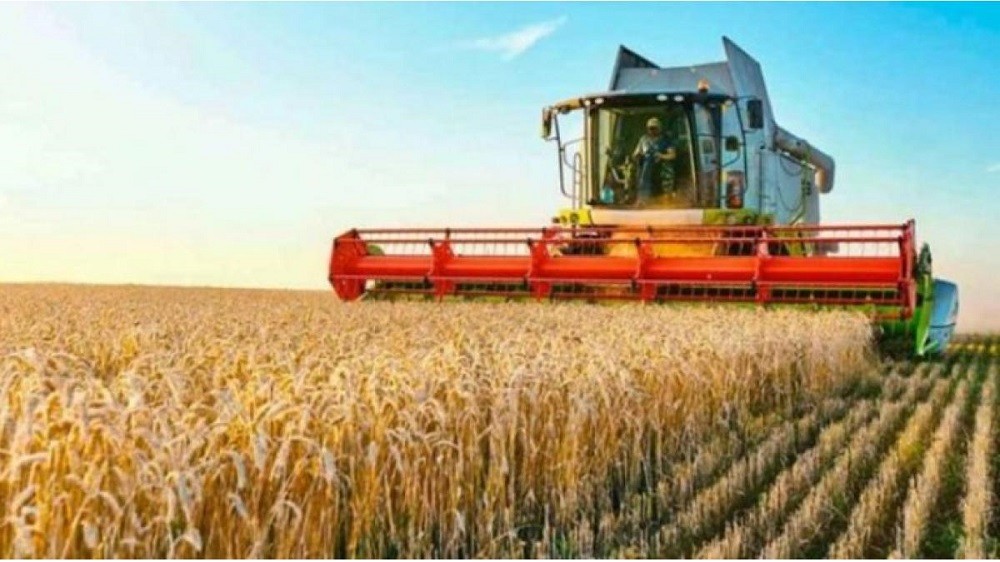 La comercialización de trigo continúa lenta
