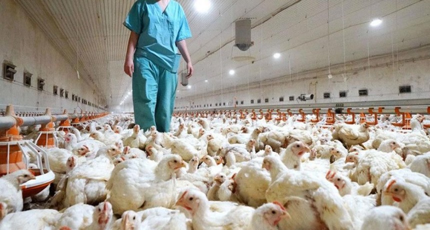 Influenza aviar: La importancia de la bioseguridad y de la notificaci&oacute;n inmediata