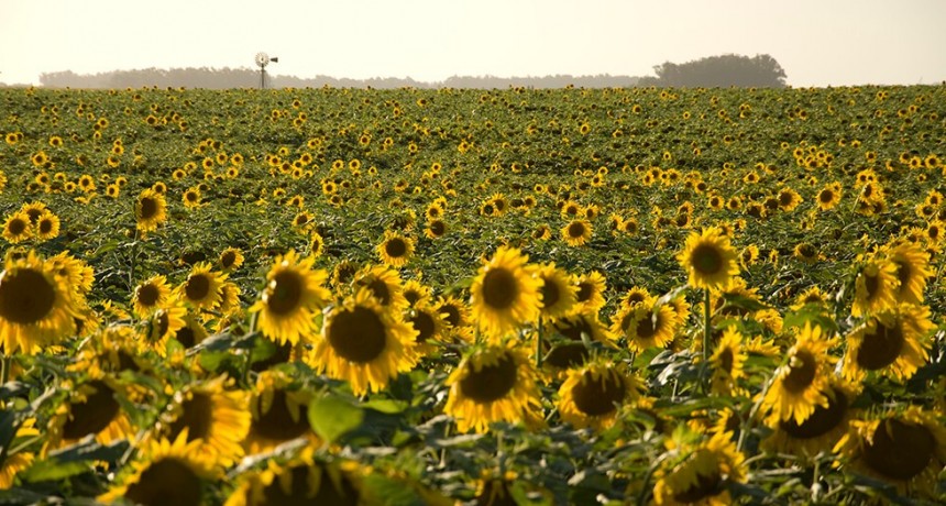 Girasol: La suba de los DEX complicar&aacute; el desempe&ntilde;o del sector