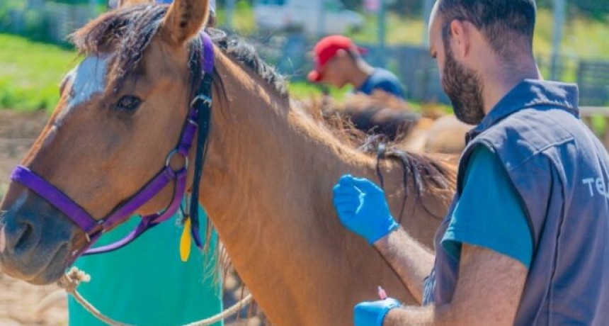 Tres personas murieron por Encefalitis Equina en la provincia y se confirmaron casos en 19 municipios