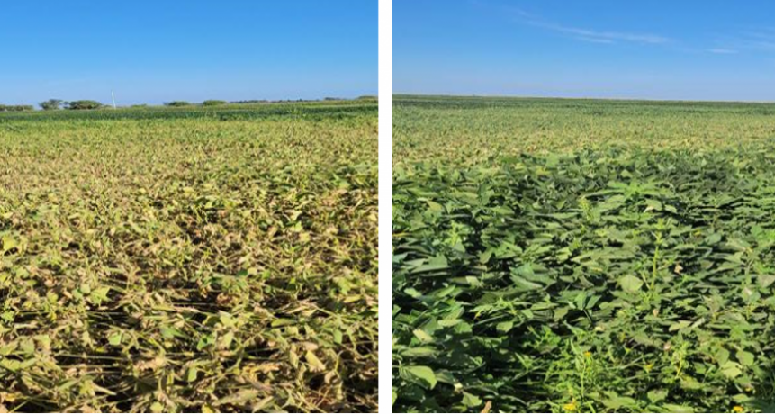 La BCR midi&oacute; hasta 30% de da&ntilde;o en rindes de soja por el calor extremo