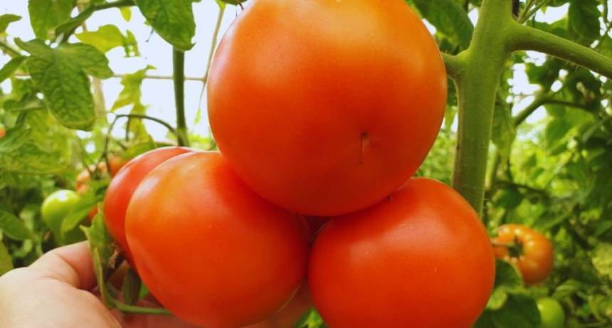 Estudian el uso de productos biol&oacute;gicos en la producci&oacute;n de tomate