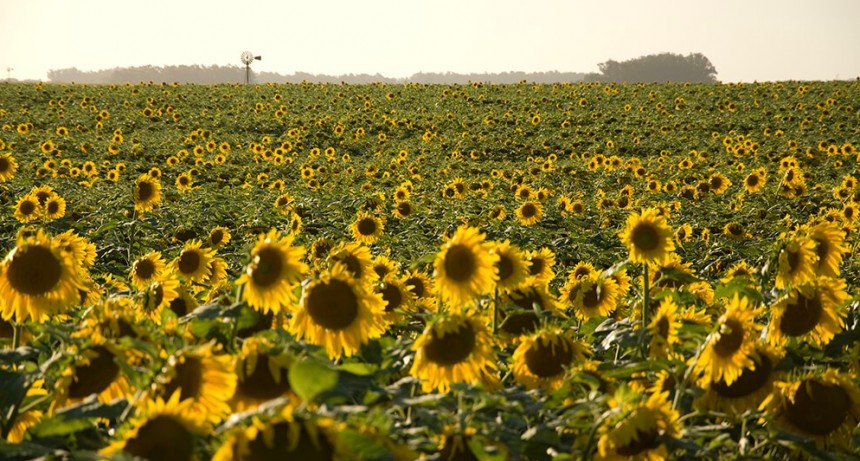 Dan por finalizada la cosecha de girasol en el NEA