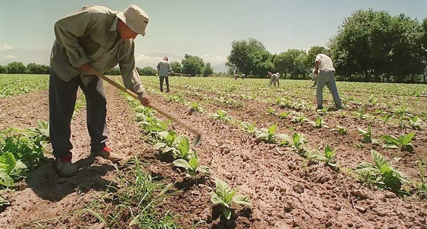 Trabajadores rurales temporarios pueden tener empleo registrado sin perder la ayuda social