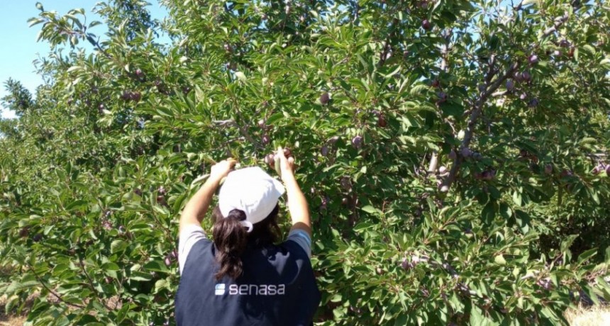 Cuyo: Ya se exportaron a Brasil m&aacute;s de 129 toneladas de uva y ciruela en fresco sin bromurar