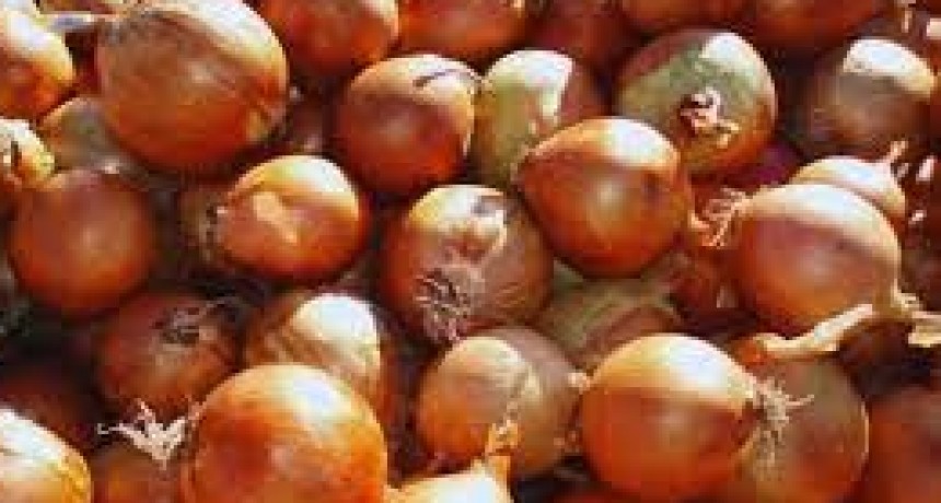 Cultivo de cebolla: el desaf&iacute;o de mejorar el trabajo rural