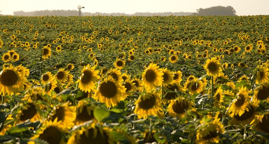 Los cultivos de girasol se desarrollan con &lsquo;buenas&rsquo; condiciones de humedad