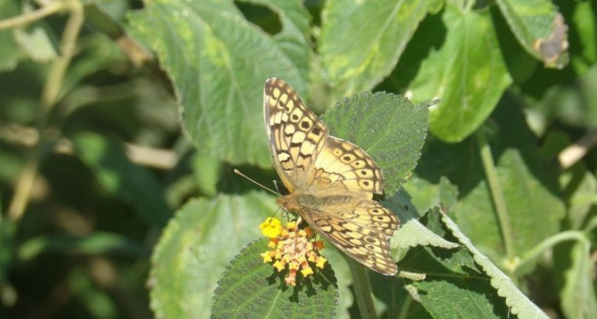Estudian el estado de la biodiversidad en establecimientos agropecuarios de Regi&oacute;n Pampeana