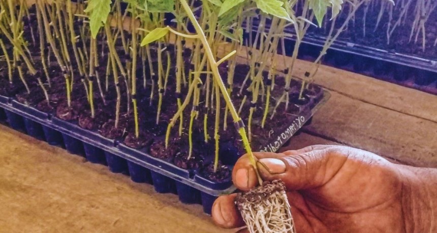 Hortalizas injertadas: una alternativa productiva sustentable