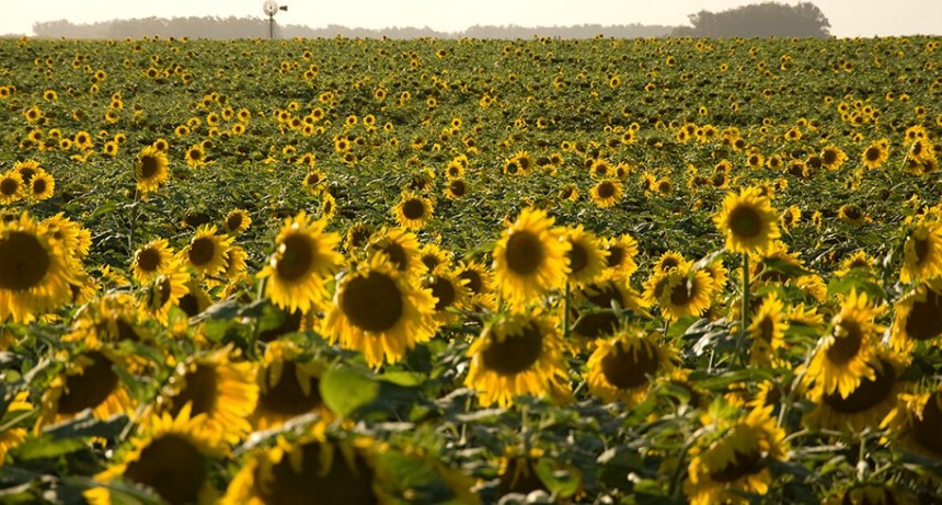 La cosecha de girasol avanza en la regi&oacute;n centro y se esperan rindes altos
