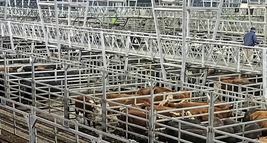 Cay&oacute; el env&iacute;o de animales a faena un 4,6% durante enero