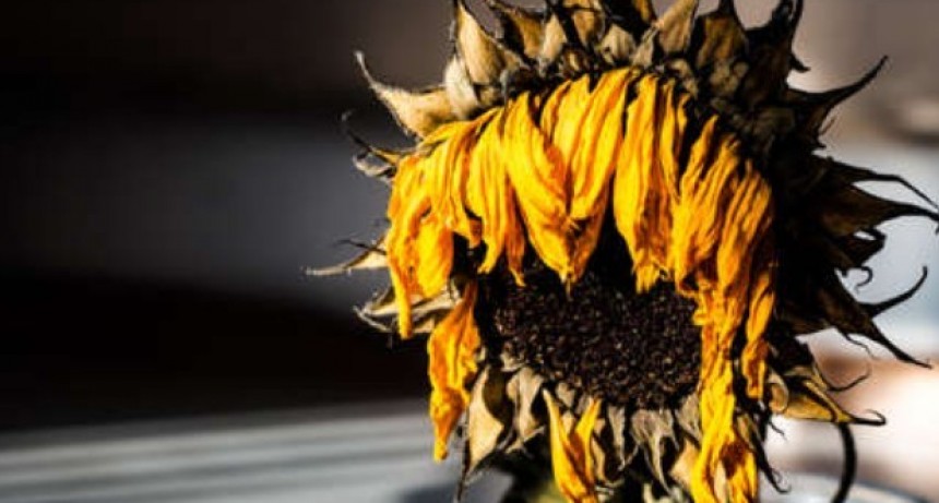 La cosecha de girasol avanz&oacute; esta semana; el deterioro de los cultivos tambi&eacute;n