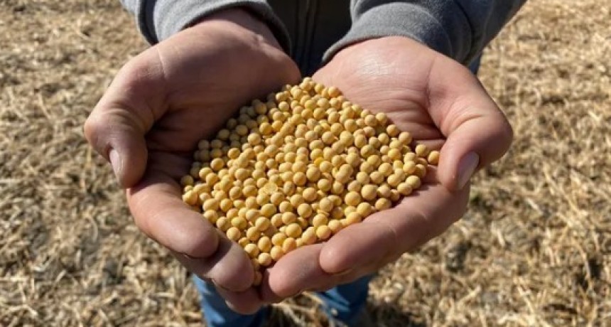 Alerta en el mercado: el anuncio inminente que impacta en el precio de la soja, el trigo y el ma&iacute;z