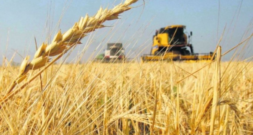 Advierten que la informalidad en la cadena del trigo genera una evasi&oacute;n fiscal de $269 mil millones
