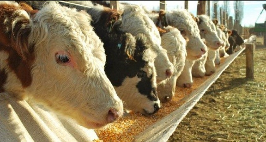 La suba en los precios ganaderos mejor&oacute; la ecuaci&oacute;n en los feedlots