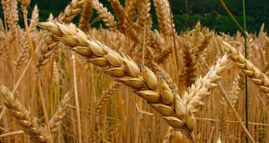 Aument&oacute; un 8% la superficie asignada al cultivo de cebada