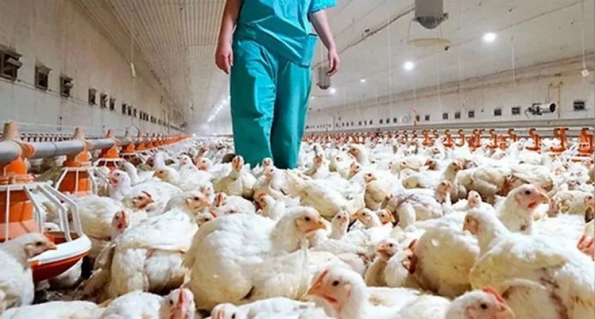 Paraguay emiti&oacute; una alerta sanitaria por casos de gripe aviar en una regi&oacute;n cercana de Argentina