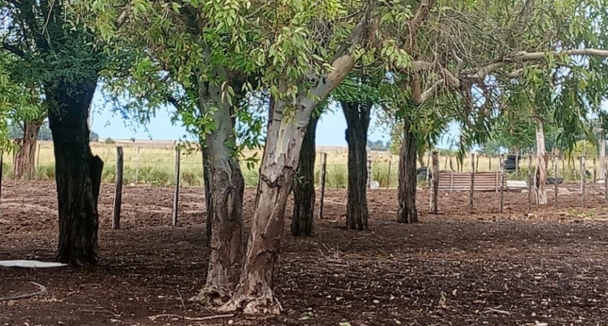 Alivio para el campo: registro de lluvias en Olavarr&iacute;a y la regi&oacute;n