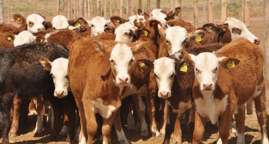El Gobierno nacional derog&oacute; la prohibici&oacute;n de exportar ganado vacuno en pie con destino a faena