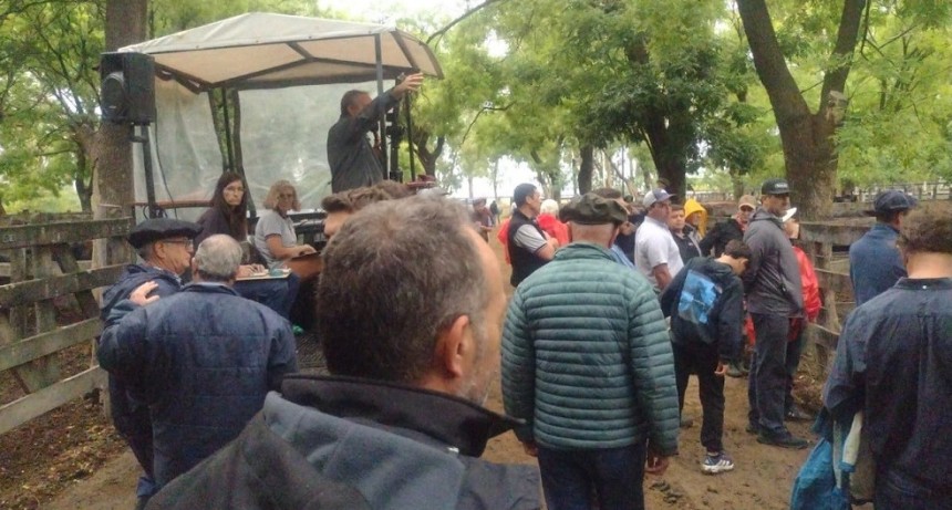 A pesar de la lluvia, buenos precios y gran cantidad de hacienda en el remate de Wallace
