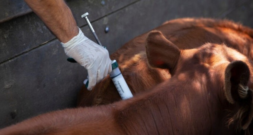 Primera campa&ntilde;a de vacunaci&oacute;n 2025 contra la fiebre aftosa