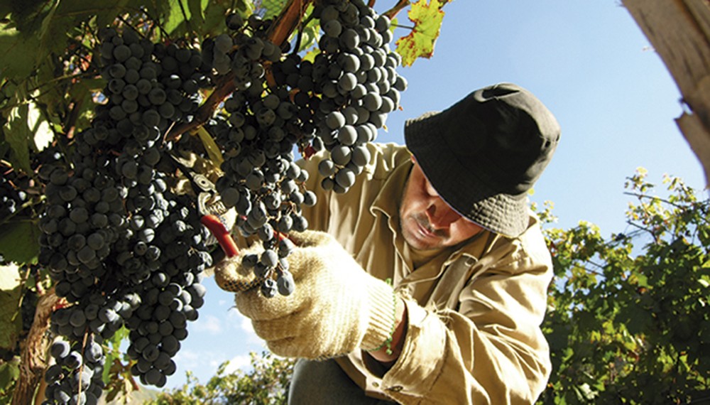 Conflicto por el precio de la uva: preparan cortes de ruta y un “caravanazo”