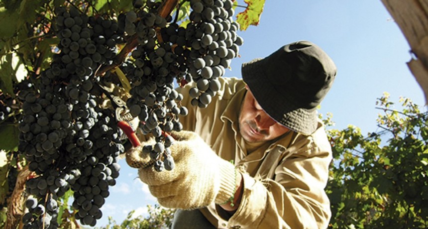 Conflicto por el precio de la uva: preparan cortes de ruta y un “caravanazo”