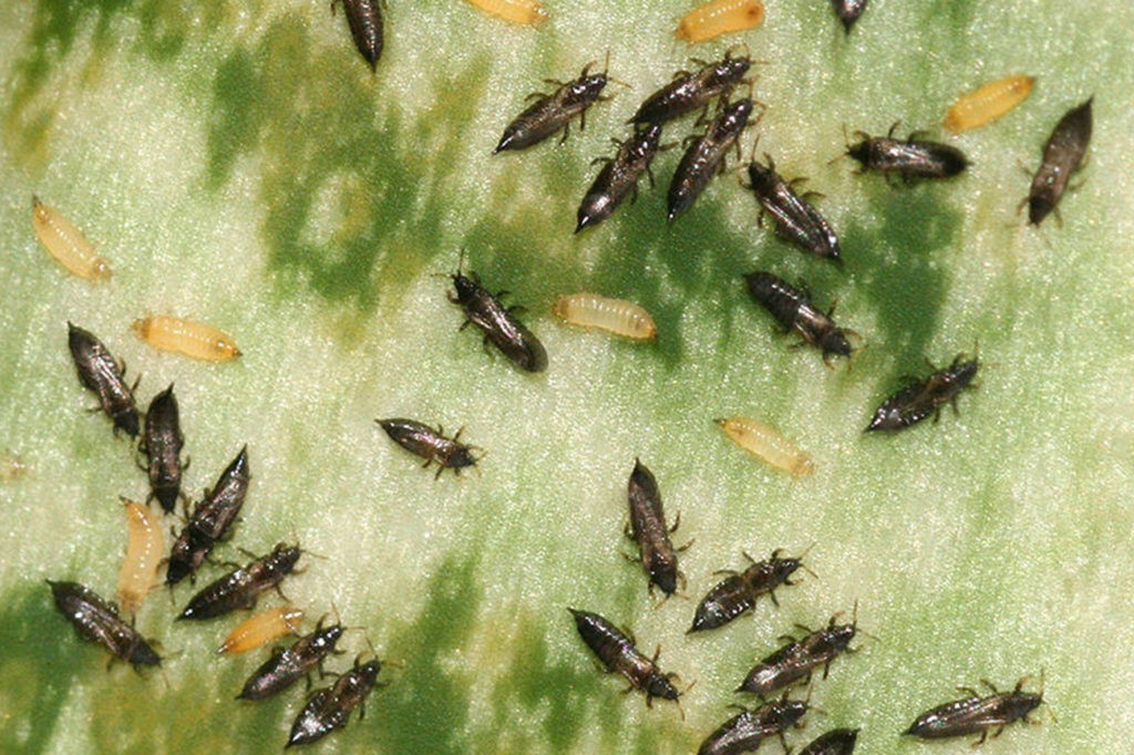 Invasión de insectos en Olavarría: recomendaciones de la Dirección de Desarrollo Agropecuario