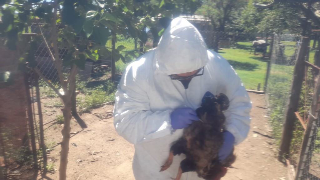 Influenza aviar: Informe sobre el estado de la situación epidemiológica en la Argentina