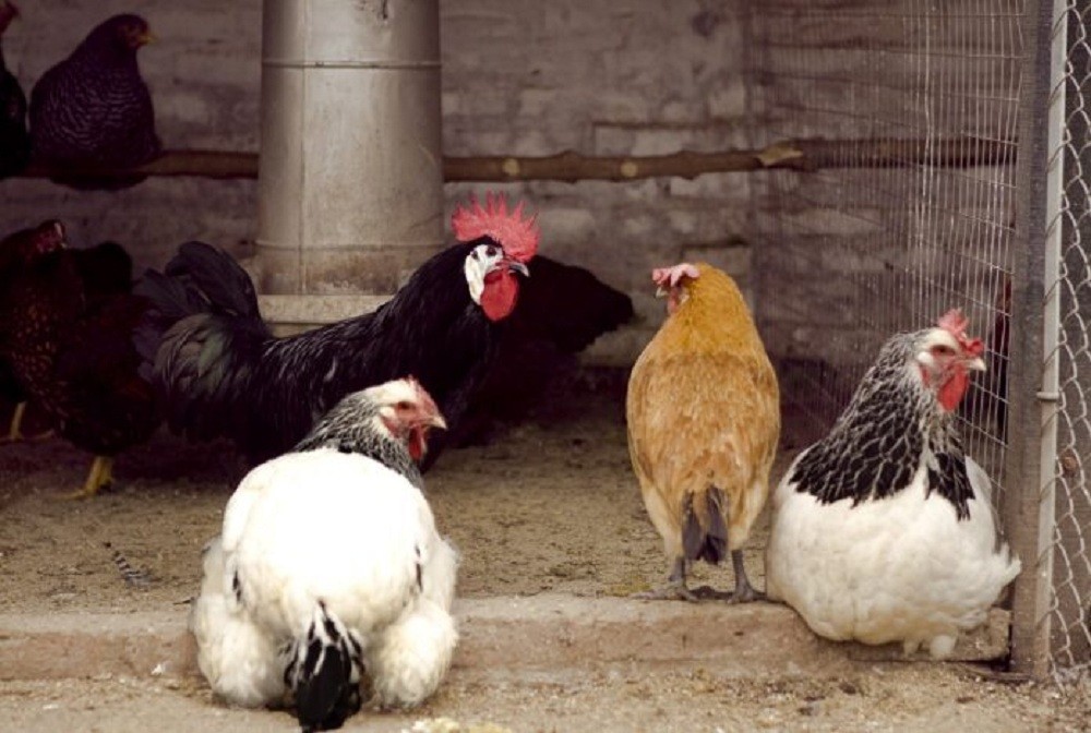 Gripe aviar: establecen nuevas medidas sanitarias de emergencia en todo el país