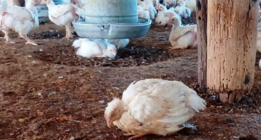 Se confirm&oacute; el primer caso de gripe aviar en aves de corral de R&iacute;o Negro