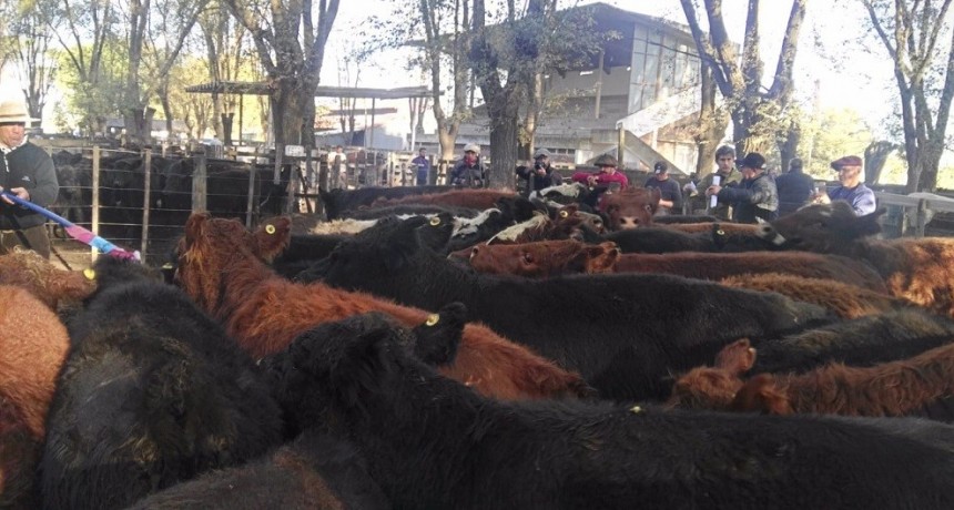 &Iacute;ndice novillo Mercado Agroganadero:$430.75