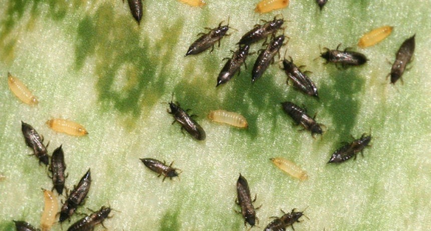 Invasi&oacute;n de insectos en Olavarr&iacute;a: recomendaciones de la Direcci&oacute;n de Desarrollo Agropecuario