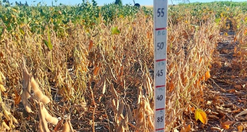 Soja: c&oacute;mo minimizar la p&eacute;rdida de granos durante la cosecha