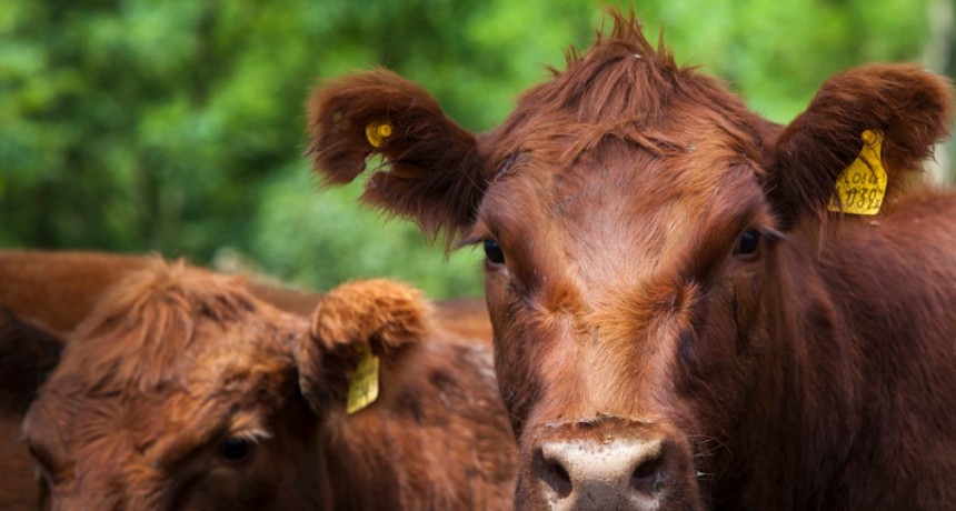 Bienestar animal durante las campa&ntilde;as de vacunaci&oacute;n antiaftosa y antibruc&eacute;lica