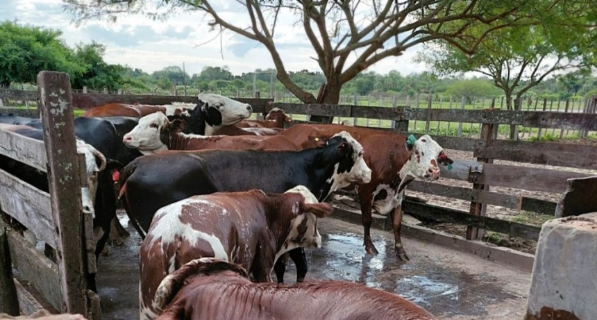 Avanzan pruebas de eficacia de un tratamiento contra la garrapata com&uacute;n del ganado bovino