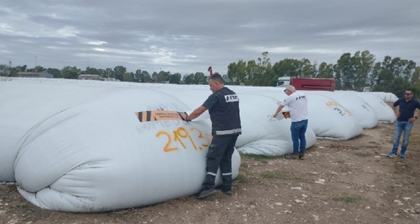 AFIP incauto 270 toneladas de ma&iacute;z en una planta de acopio